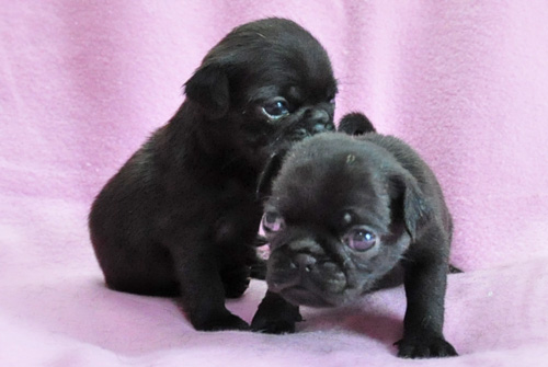 パグ　ブラック　オス　子犬販売の専門店　　AngelWan　横浜　神奈川　ペットショップ