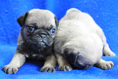 パグ　フォーン　オスとメス　子犬販売の専門店　AngelWan　横浜　神奈川県　ペットショップ