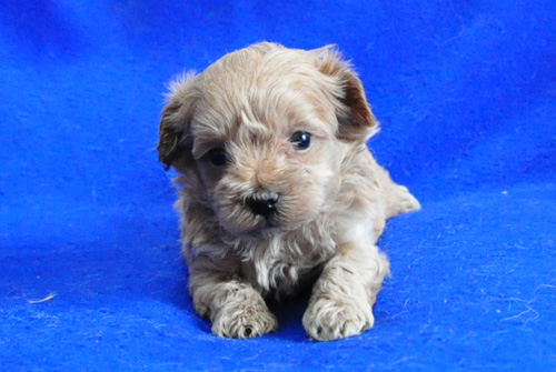 マルプー　ミックス　ミルクティ　オス　子犬販売の専門店　AngelWan　横浜　神奈川県　ペットショップ