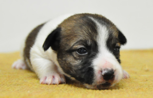 ジャックラッセルテリア　タン＆ホワイト　子犬販売の専門店　AngelWan　横浜