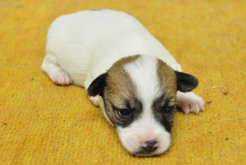 ジャックラッセルテリア　タン＆ホワイト　子犬販売の専門店　AngelWan　横浜　神奈川