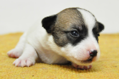 ジャックラッセルテリア　タン＆ホワイト　子犬販売の専門店　AngelWan　横浜　神奈川県