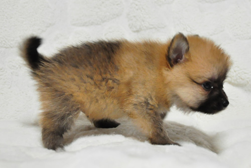 ポメラニアン　オレンジセーブル　子犬販売の専門店　AngelWan　横浜　神奈川県