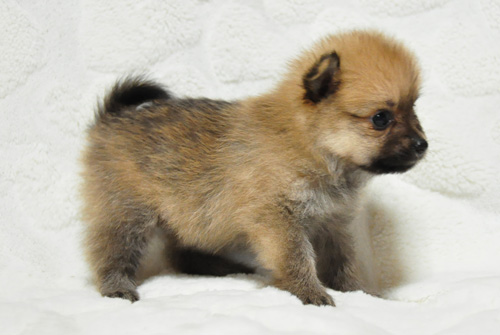 ポメラニアン　オレンジ　子犬販売の専門店　AngelWan　横浜　神奈川県　ペットショップ