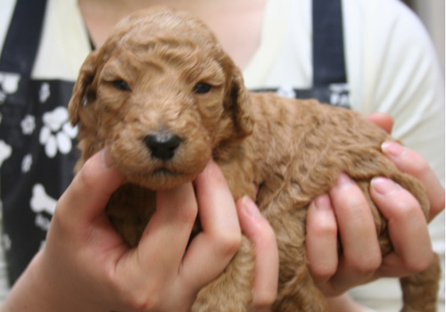 スタンダードプードル アプリコット 子犬販売の専門店 AngelWan 横浜 神奈川県