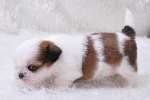 シーズー ホワイト&ゴールド 子犬販売の専門店 AngelWan 横浜 神奈川県