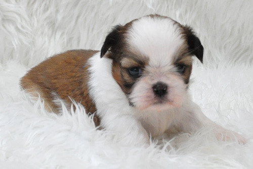 シーズー ホワイト&ゴールド 子犬販売の専門店 AngelWan 横浜 神奈川県