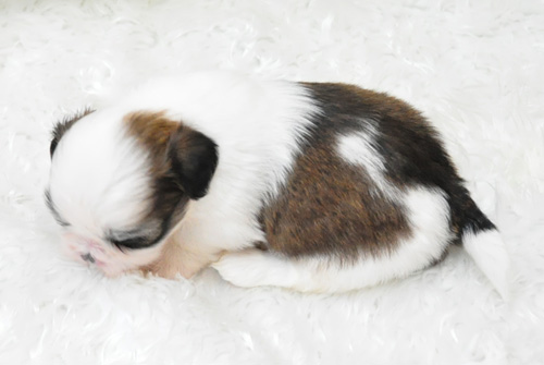 シーズー　ホワイト＆ゴールド　子犬販売の専門店　AngelWan　横浜　神奈川県