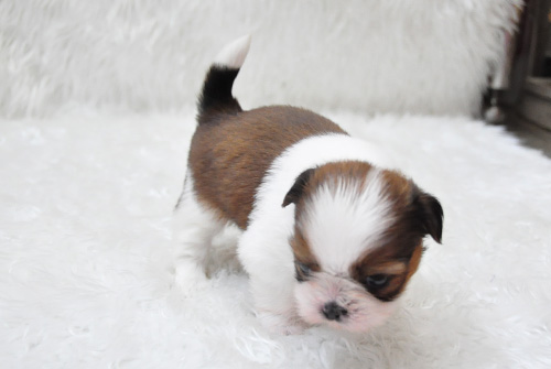 シーズー　ホワイト＆ゴールド　子犬販売の専門店　AngelWan　横浜　神奈川県