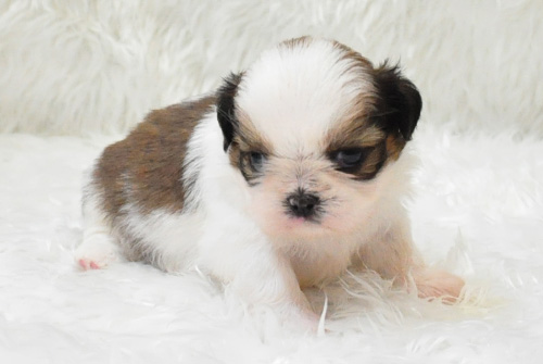 シーズー ホワイト&ゴールド 子犬販売の専門店 AngelWan 横浜 神奈川県