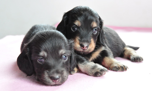 ミニチュアダックスフンド　ブラック＆タン　子犬販売の専門店　AngelWan　横浜