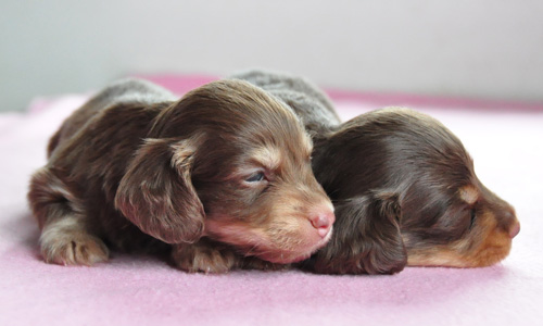 ミニチュアダックスフンド　チョコレートクリーム　チョコレートタン　子犬販売の専門店　AngelWan