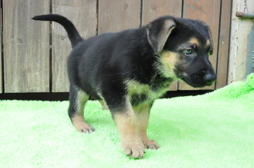 ジャーマンシェパード　子犬販売の専門店　AngelWan　横浜　神奈川県