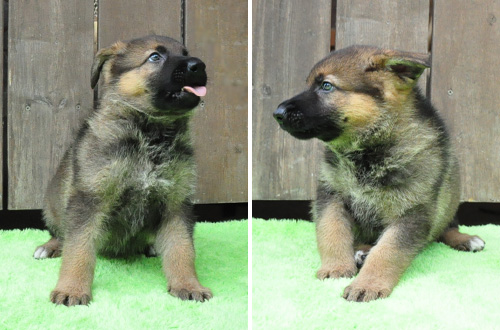 ジャーマンシェパード 子犬販売の専門店 AngelWan 横浜 神奈川県