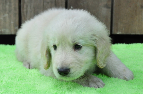 ゴールデンレトリバー 子犬販売の専門店 AngelWan 横浜