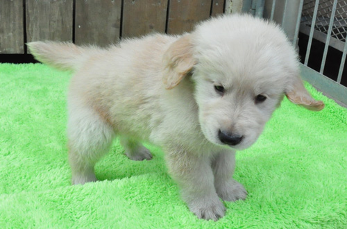 ゴールデンレトリバー　子犬販売の専門店　AngelWan　横浜