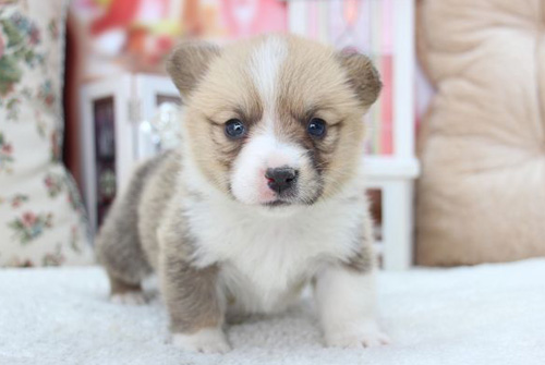 コーギー　ブリーダー　子犬販売の専門店　AngelWan　横浜　神奈川県　ペットショップ