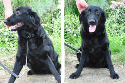 フラットコーテッドレトリバー　メス　子犬販売の専門店　AngelWan　横浜　神奈川県