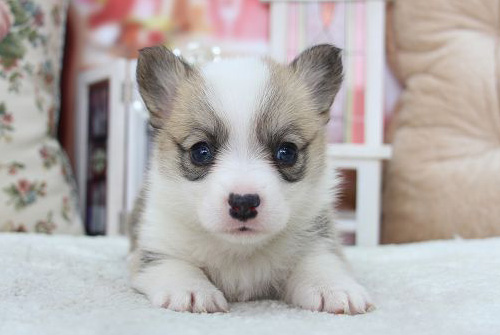 コーギー　ブリーダー　子犬販売の専門店　AngelWan　横浜　神奈川県　ペットショップ