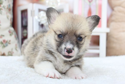 コーギー　ブリーダー　子犬販売の専門店　AngelWan　横浜　神奈川県　ペットショップ