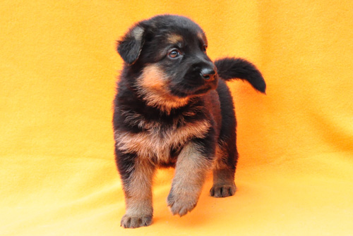 ジャーマンシェパード　ブリーダー　子犬販売の専門店　AngelWan　横浜　神奈川県　ペットショップ