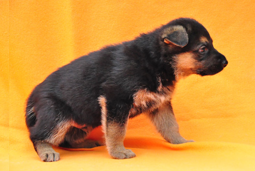 ジャーマンシェパード　ブリーダー　子犬販売の専門店　AngelWan　横浜　神奈川県　ペットショップ