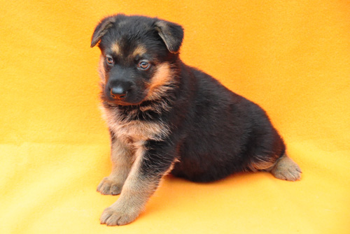 ジャーマンシェパード　ブリーダー　子犬販売の専門店　AngelWan　横浜　神奈川県　ペットショップ