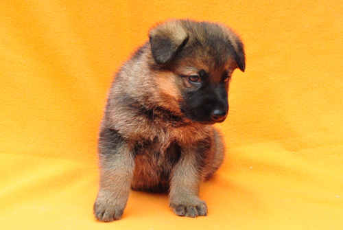 ジャーマンシェパード ブリーダー 子犬販売の専門店 AngelWan 横浜 神奈川県 ペットショップ