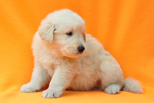 ゴールデンレトリバー　ブリーダー　子犬販売の専門店　AngelWan　横浜　神奈川