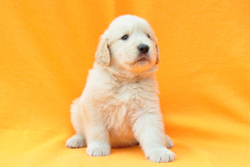 ゴールデンレトリバー ブリーダー 子犬販売の専門店 AngelWan 横浜 神奈川 ペットショップ