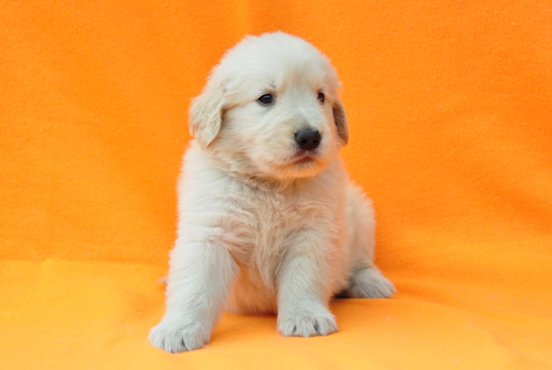 ゴールデンレトリバー ブリーダー 子犬販売の専門店 AngelWan 横浜 神奈川 ペットショップ