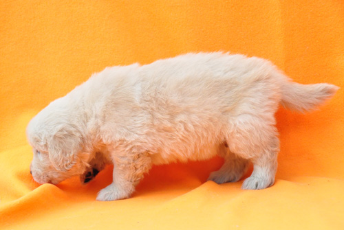 ゴールデンレトリバー　ブリーダー　子犬販売の専門店　AngelWan　横浜　神奈川　ペットショップ