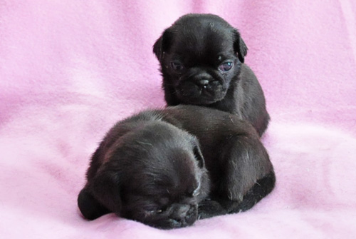 パグ　ブラック　オス　子犬販売の専門店　　AngelWan　横浜　神奈川　ペットショップ