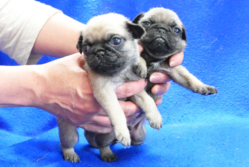 パグ　フォーン　オスとメス　子犬販売の専門店　AngelWan　横浜　神奈川県　ペットショップ
