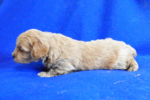 マルプー　ミックス　ミルクティ　オス　子犬販売の専門店　AngelWan　横浜　神奈川県　ペットショップ