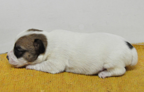 ジャックラッセルテリア　タン＆ホワイト　オス　子犬販売の専門店　AngelWan　横浜