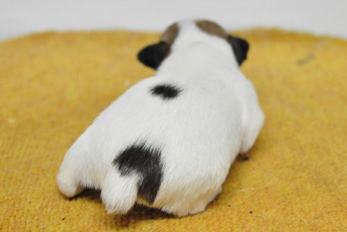 ジャックラッセルテリア　タン＆ホワイト　子犬販売の専門店　AngelWan　横浜　神奈川