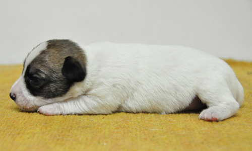 ジャックラッセルテリア　タン＆ホワイト　子犬販売の専門店　AngelWan　横浜　神奈川県