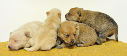 ポメラニアン　クリーム　オレンジ　子犬販売の専門店　AngelWan　横浜　神奈川県