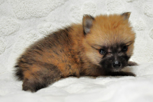 ポメラニアン　オレンジセーブル　子犬販売の専門店　AngelWan　横浜　神奈川県