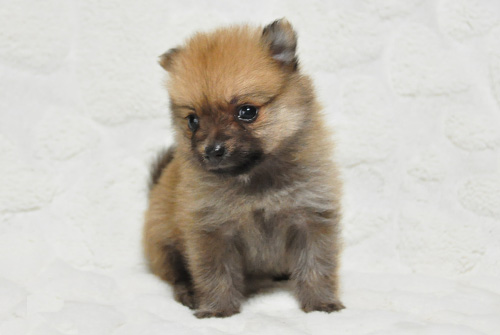 ポメラニアン オレンジ 子犬販売の専門店 AngelWan 横浜 神奈川県 ペットショップ