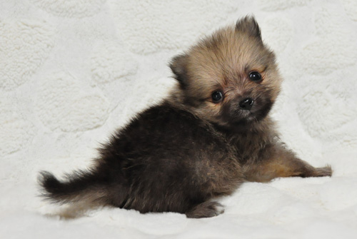 ポメラニアン　クリームセーブル　子犬販売の専門店　AngelWan　横浜　神奈川県　ペットショップ