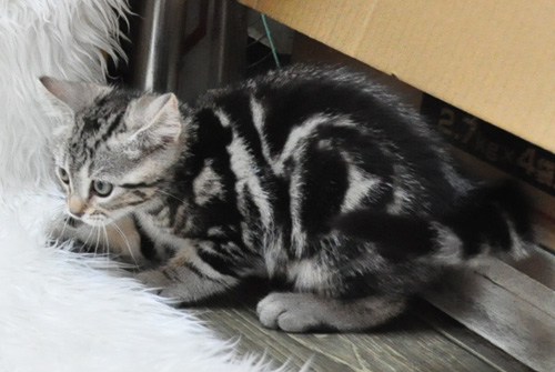 アメリカンショートヘアー　シルバータビー　子犬販売の専門店　AngelWan　横浜