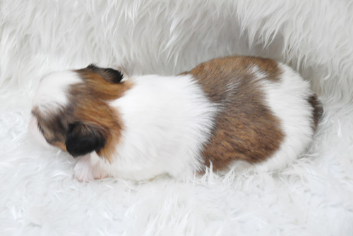 シーズー ホワイト&ゴールド 子犬販売の専門店 AngelWan 横浜 神奈川県