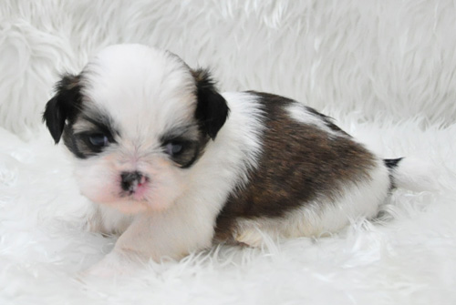 シーズー　ホワイト＆ゴールド　子犬販売の専門店　AngelWan　横浜　神奈川県