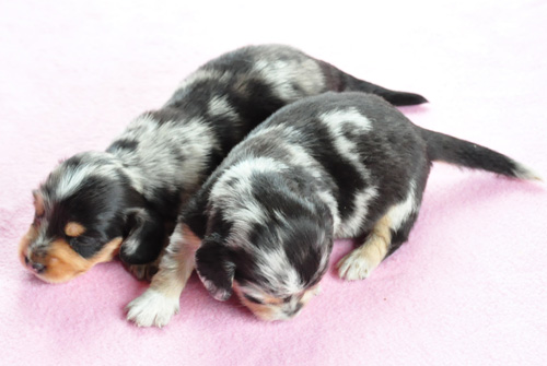 ミニチュアダックスフンド　シルバーダップル　子犬販売の専門店　AngelWan　横浜　