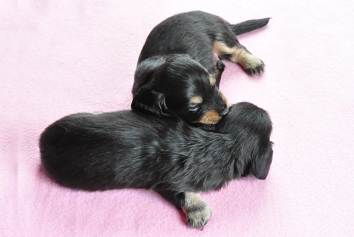 ミニチュアダックスフンド　ブラック＆タン　子犬販売の専門店　AngelWan　横浜