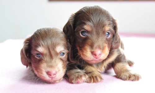 ミニチュアダックスフンド　チョコレートクリーム　チョコレートタン　子犬販売の専門店　AngelWan