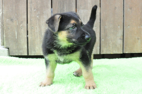 ジャーマンシェパード　子犬販売の専門店　AngelWan　横浜　神奈川県