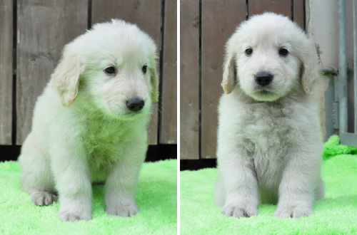 ゴールデンレトリバー 子犬販売の専門店 AngelWan 横浜